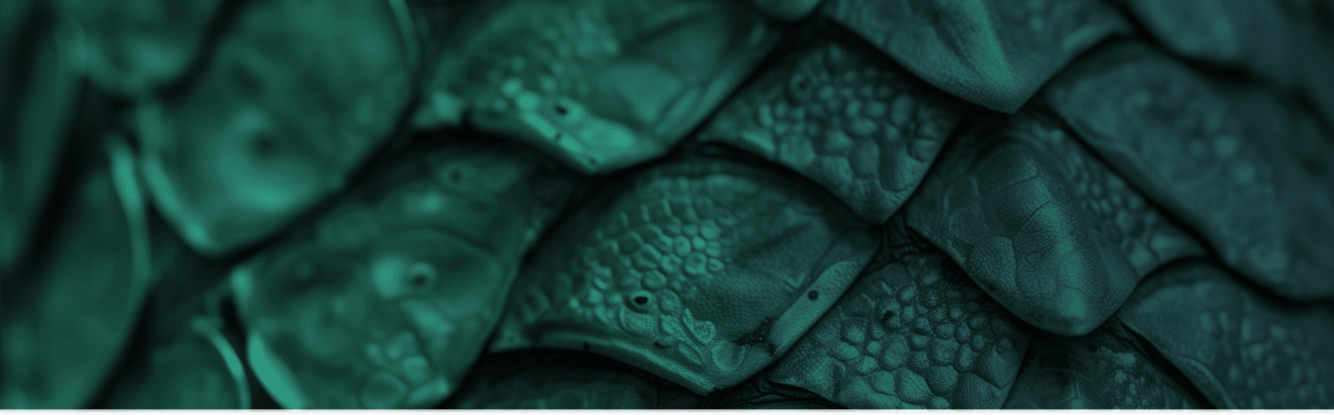 Section 5 background